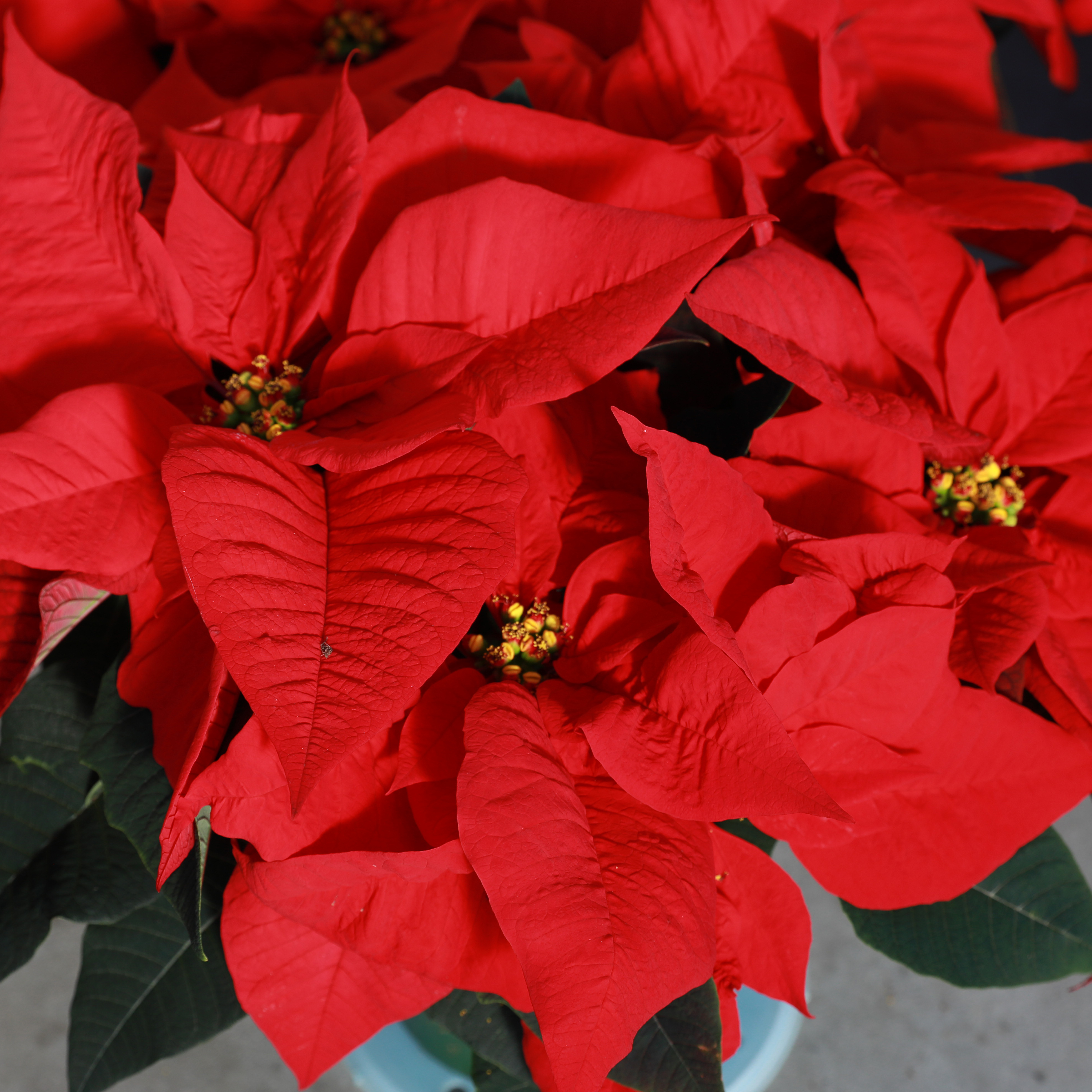 Poinsettia euphorbia pulcherrima 'Noel Red'