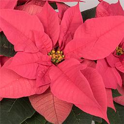 Poinsettia euphorbia pulcherrima 'Polly's Pink'