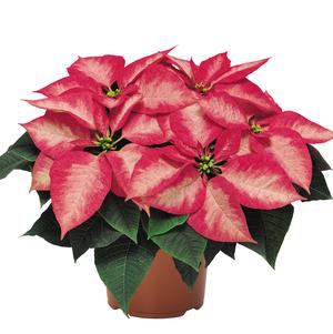 Poinsettia euphorbia pulcherrima 'Premium Ice Crystals'