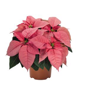 Poinsettia euphorbia pulcherrima 'Premium Lipstick Pink'