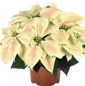 Poinsettia euphorbia pulcherrima 'Premium Marble'