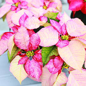 Poinsettia euphorbia pulcherrima 'Premium Picasso'