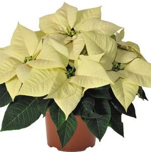 Poinsettia euphorbia pulcherrima 'Premium White'