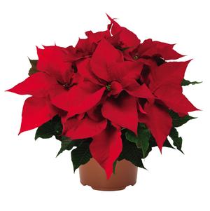 Poinsettia euphorbia pulcherrima 'Prestige Early Red'