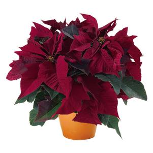 Poinsettia euphorbia pulcherrima 'Prestige Maroon'