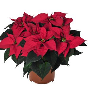 Poinsettia euphorbia pulcherrima 'Prima Donna Red'