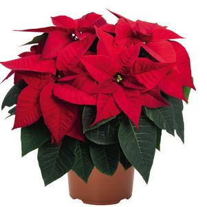 Poinsettia euphorbia pulcherrima 'Prima Red 2.0'