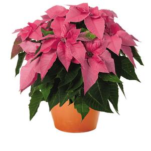 Poinsettia euphorbia pulcherrima 'Princettia Queen Pink'