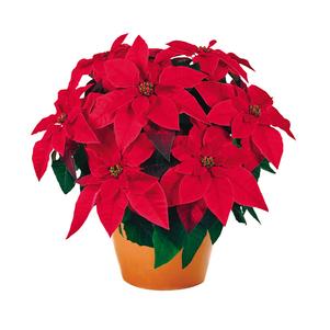 Poinsettia euphorbia pulcherrima 'Princettia Red'