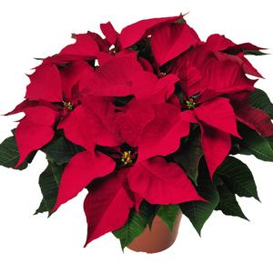 Poinsettia euphorbia pulcherrima 'Protege Dark Red'