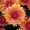 Mum Chrysanthemum X Morifolium 'Spicy Cheryl Orange'