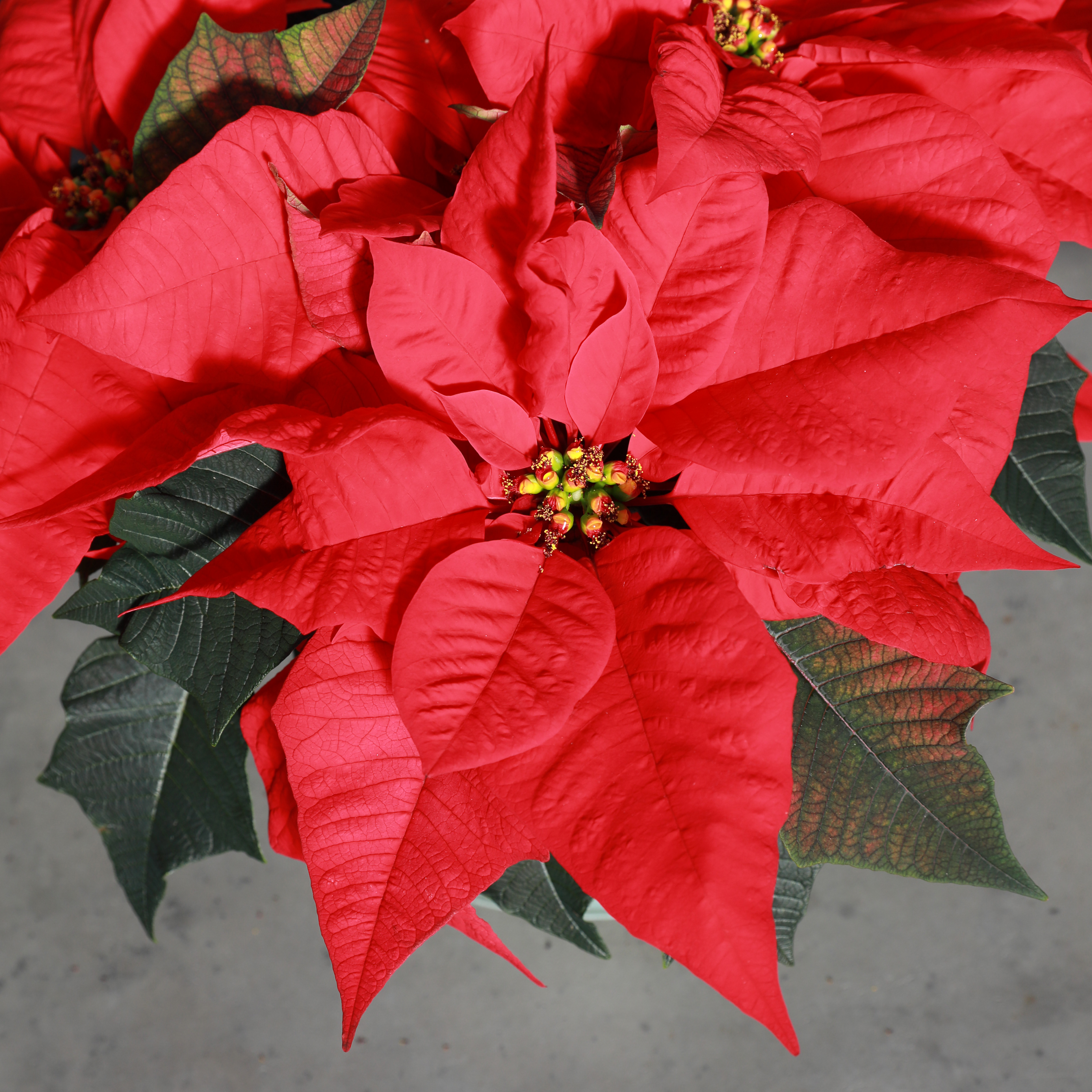 Poinsettia euphorbia pulcherrima 'Red Elf'