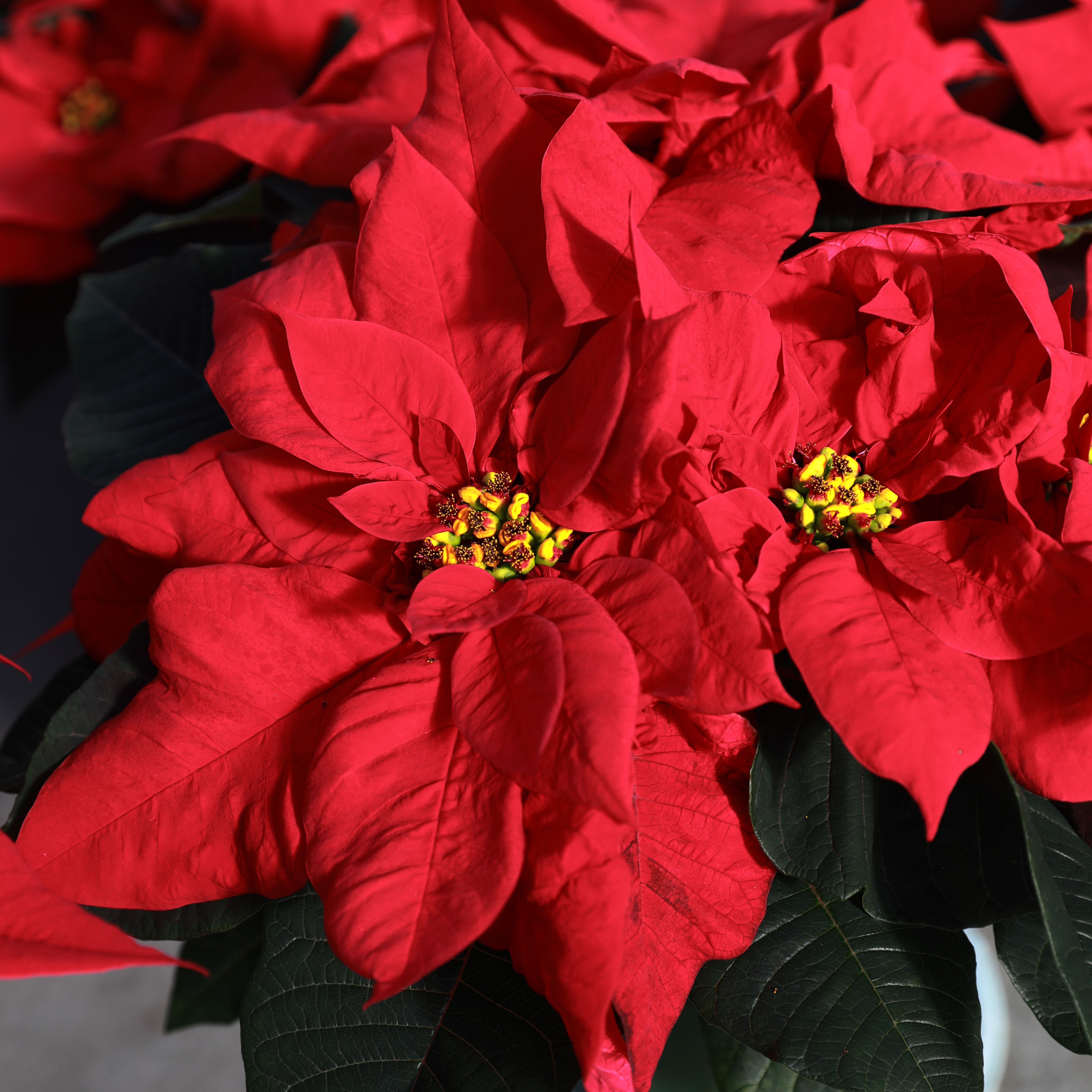 Poinsettia euphorbia pulcherrima 'Hercules Red'