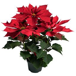 Poinsettia euphorbia pulcherrima 'Legacy Red'