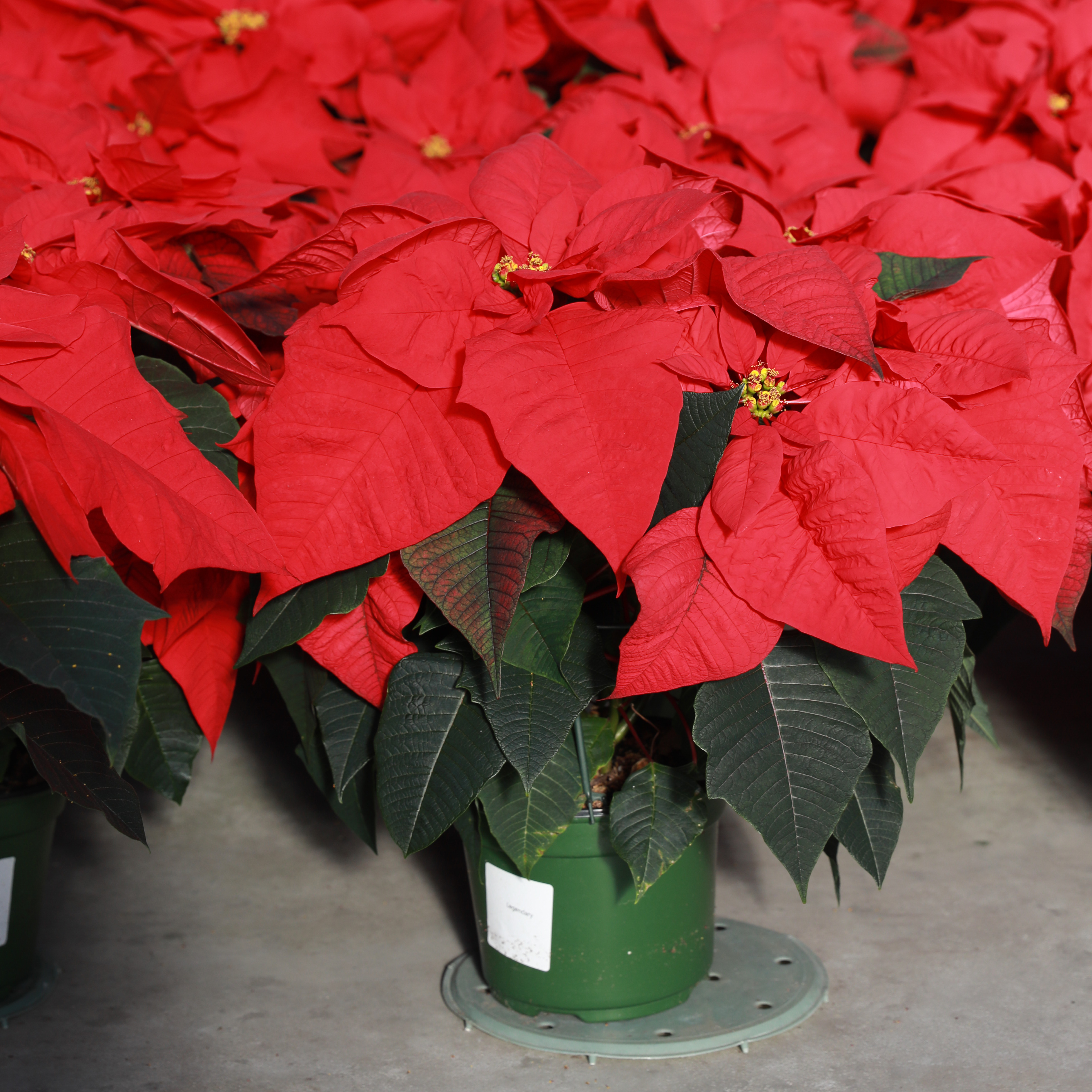 Poinsettia euphorbia pulcherrima 'Legendary Red'