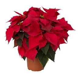 Poinsettia euphorbia pulcherrima 'Pepita Red'