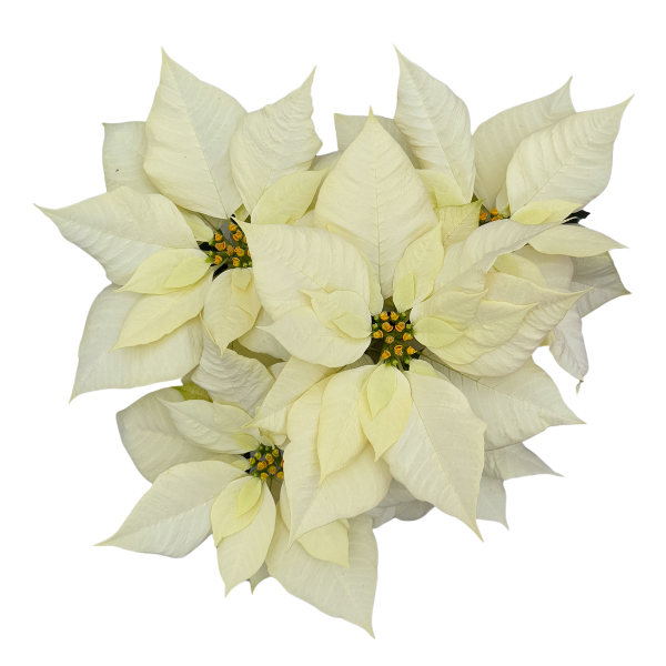 Poinsettia euphorbia pulcherrima 'Pure White'