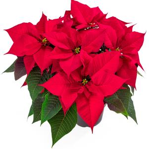 Poinsettia euphorbia pulcherrima 'Robyn Red'