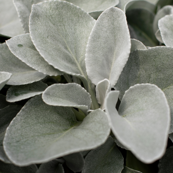 Senecio 'Angel Wings'