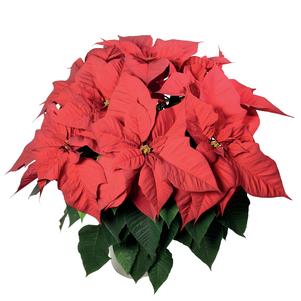 Christmas Flower