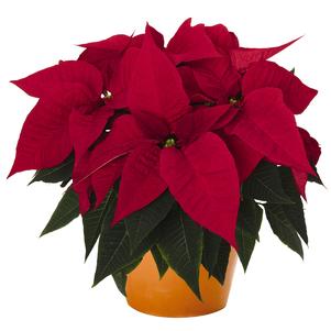 Poinsettia euphorbia pulcherrima 'Southern Belle'