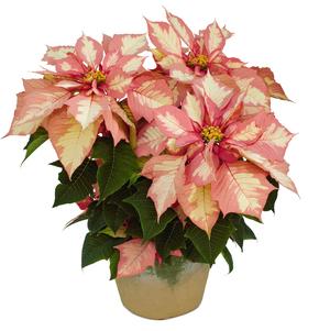 Poinsettia euphorbia pulcherrima 'Sparkling Punch'