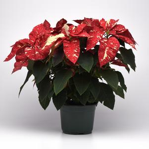 Poinsettia euphorbia pulcherrima 'Superba Glitter'