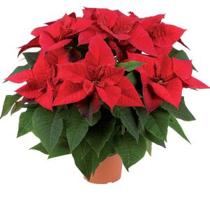 Poinsettia euphorbia pulcherrima 'Superba Red'