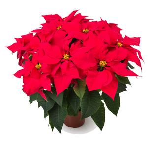 Poinsettia euphorbia pulcherrima 'Tikal Red'