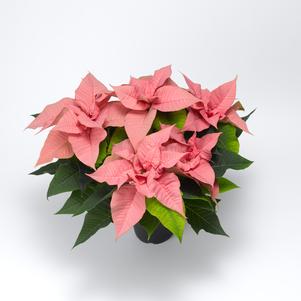 Poinsettia euphorbia pulcherrima 'Titan Pink'