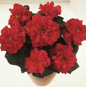 Poinsettia euphorbia pulcherrima 'Valentine'