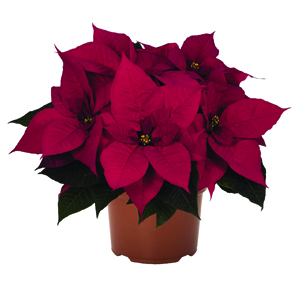 Poinsettia euphorbia pulcherrima 'Viking Pro Red'