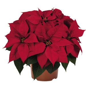 Poinsettia euphorbia pulcherrima 'Viking Red'