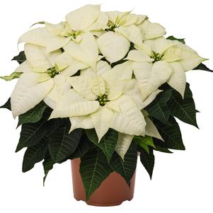 Poinsettia euphorbia pulcherrima 'White Wonder'