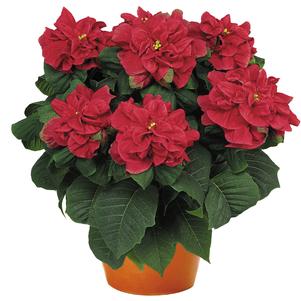 Poinsettia euphorbia pulcherrima 'Winter Rose Dark Red'