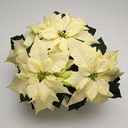 Poinsettia euphorbia pulcherrima 'Wintersun White'