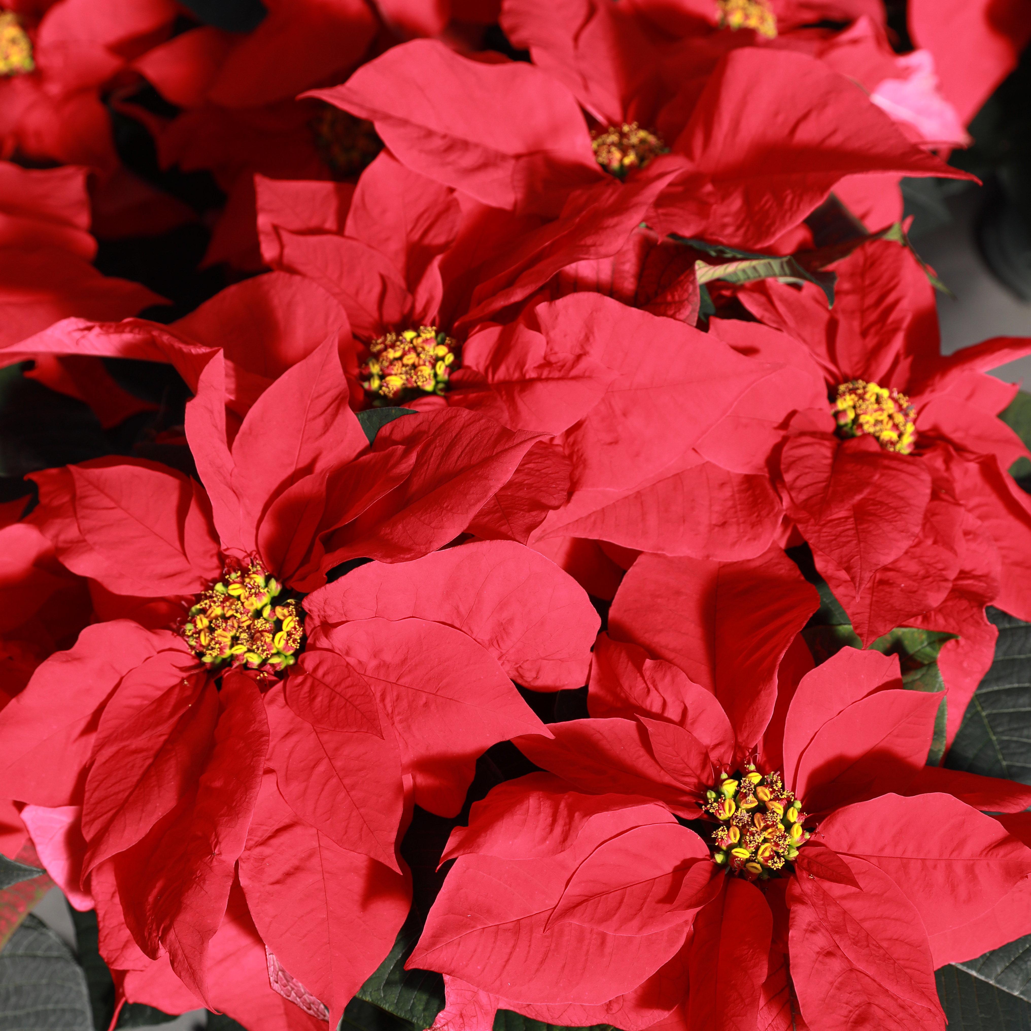 Poinsettia euphorbia pulcherrima 'Southern Charm Red'