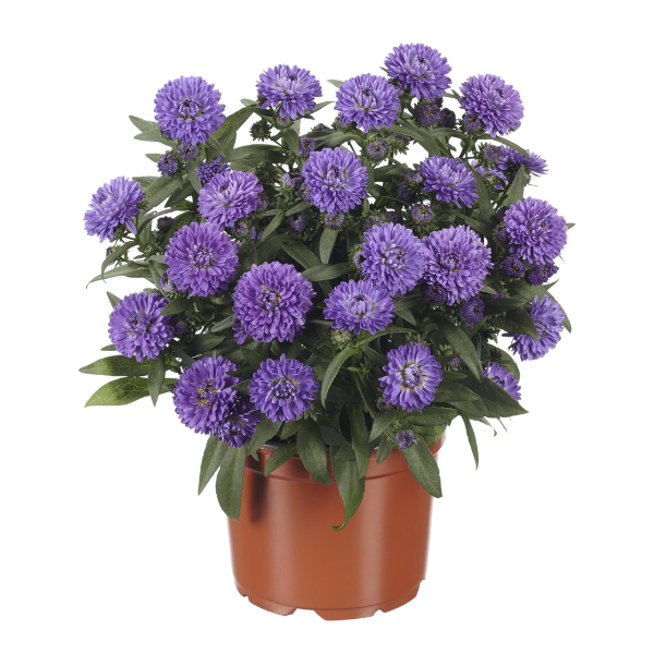 Aster Novi-Belgii 'Showmakers Blue Bayou'