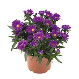 Aster Novi-Belgii 'Tiara Royal Purple'