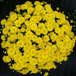 Mum chrysanthemum x morifolium 'Allegra Yellow'