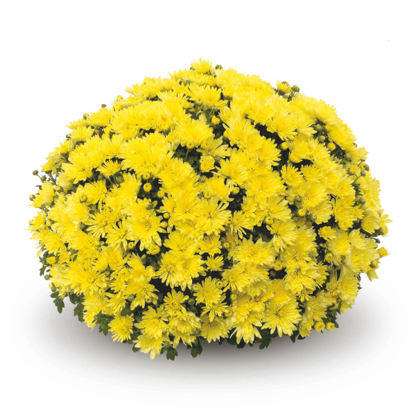 Mum chrysanthemum x morifolium 'Aluga Yellow'