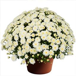 Mum chrysanthemum x morifolium 'Katie White'