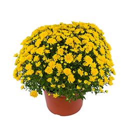 Mum chrysanthemum x morifolium 'Tanya Yellow'