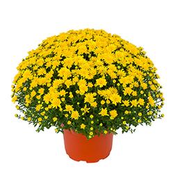 Mum chrysanthemum x morifolium 'Beverly Gold'