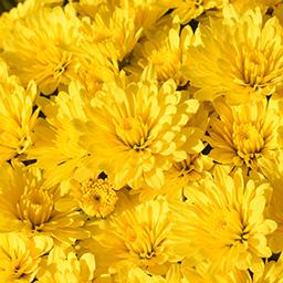 Mum chrysanthemum x morifolium 'Zinger Yellow'