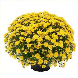 Mum chrysanthemum x morifolium 'Morgana Yellow'