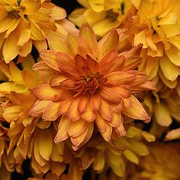 Mum chrysanthemum x morifolium 'Kizzmet Golden Yellow'