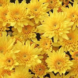 Mum chrysanthemum x morifolium 'Trickster Gold Bronze'