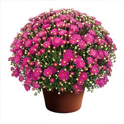 Mum chrysanthemum x morifolium 'Debbie Hot Pink'