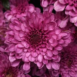 Mum chrysanthemum x morifolium 'Skye Pink'